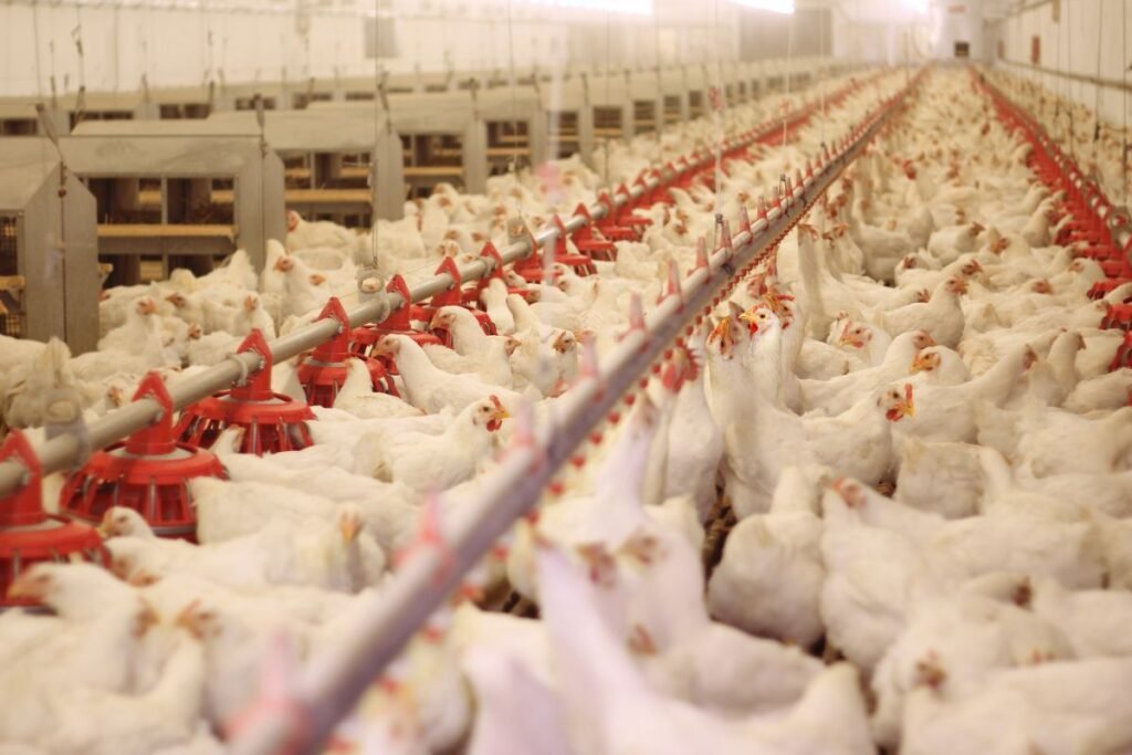 Kombinuoto šėrimo sistemos paukščiams