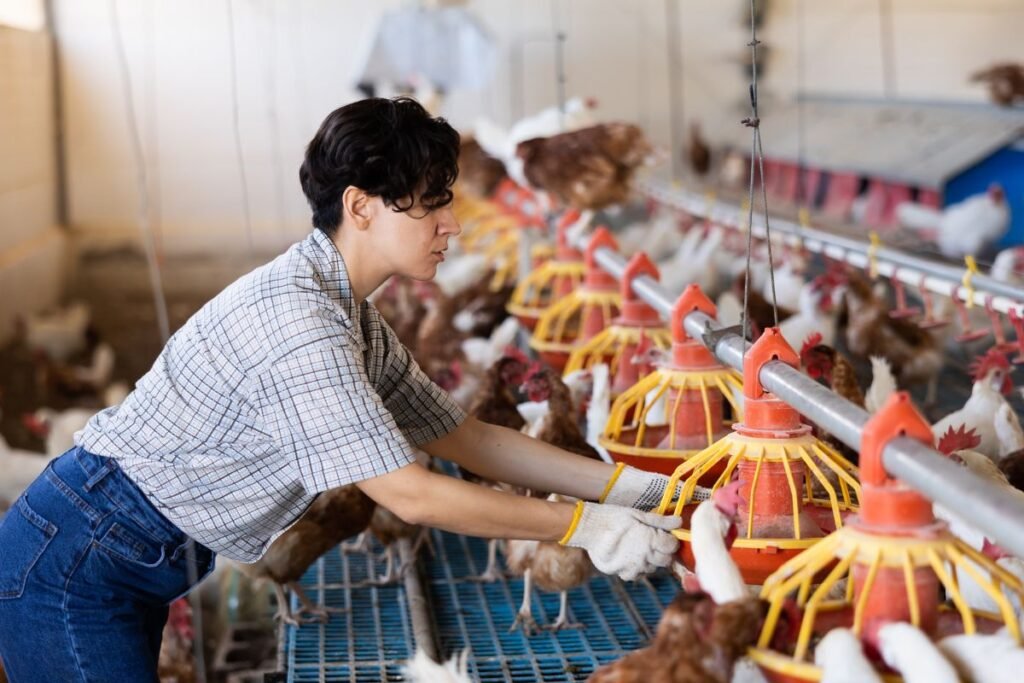 Šėrimo sistemos paukščiams higiena ir priežiūra