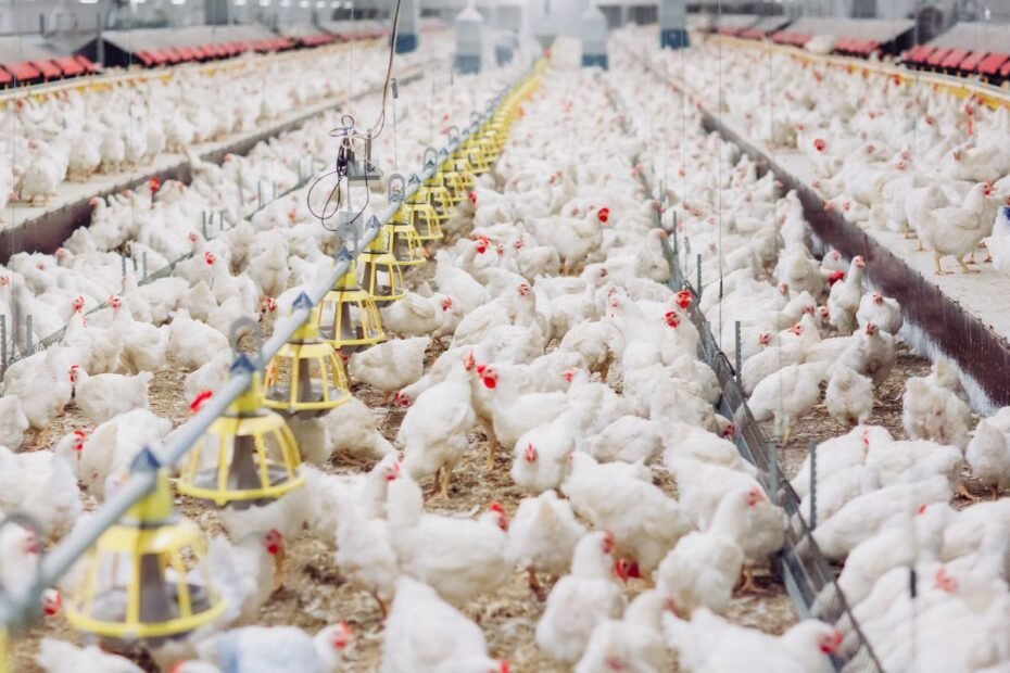 Šėrimo sistemos paukščiams: tipai, pasirinkimas ir priežiūra