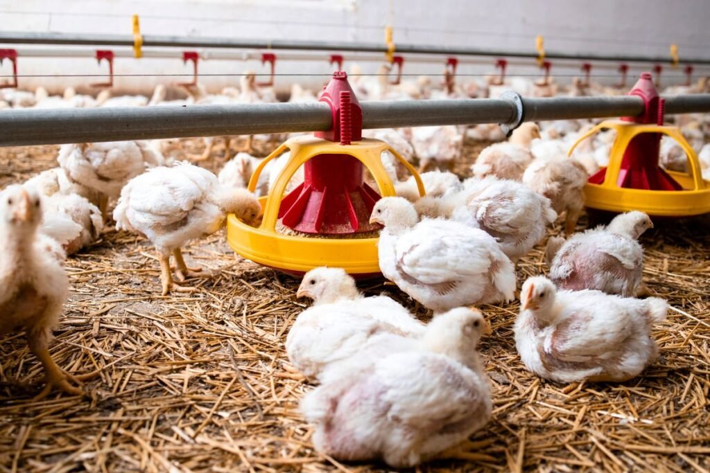 Dėtuvės šėrimo sistemos paukščiams