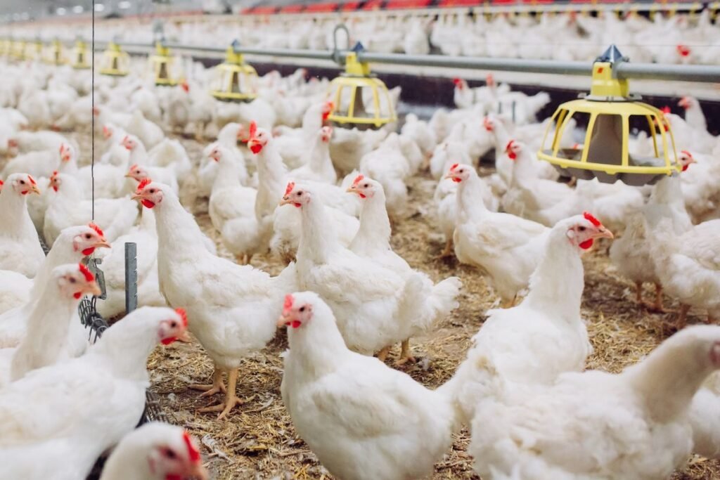 Šėrimo sistemos parinkimas skirtingiems paukščiams