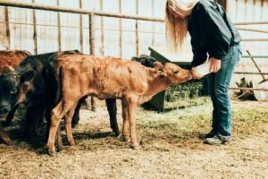 Veršelių girdymas pieno milteliais