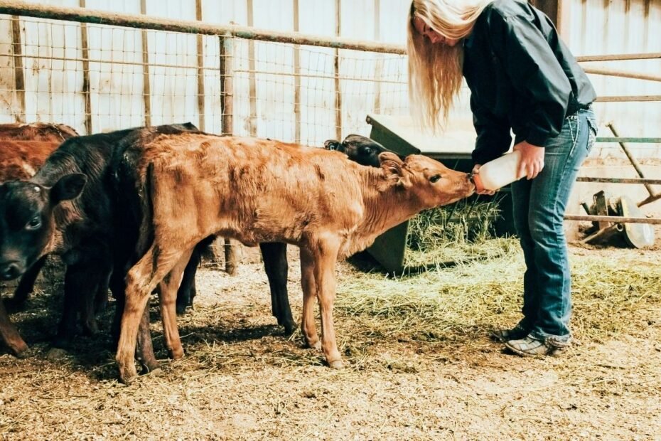 Veršelių girdymas pieno milteliais