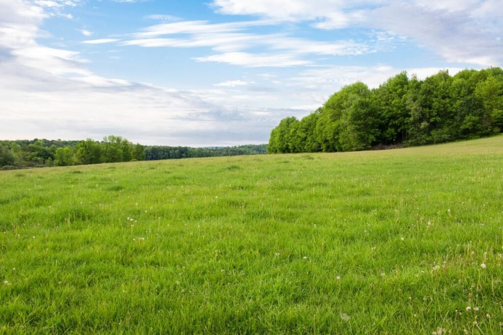 Žemės našumo balas: apskaičiavimas ir pagerinimo galimybės