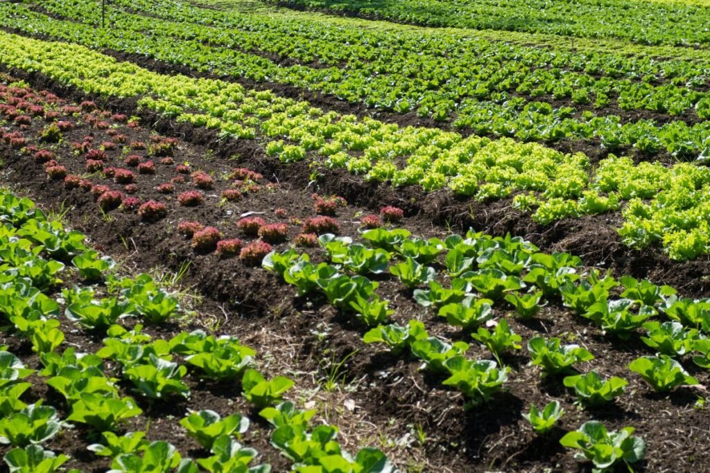 Žemės našumo balas: apskaičiavimas ir pagerinimo galimybės