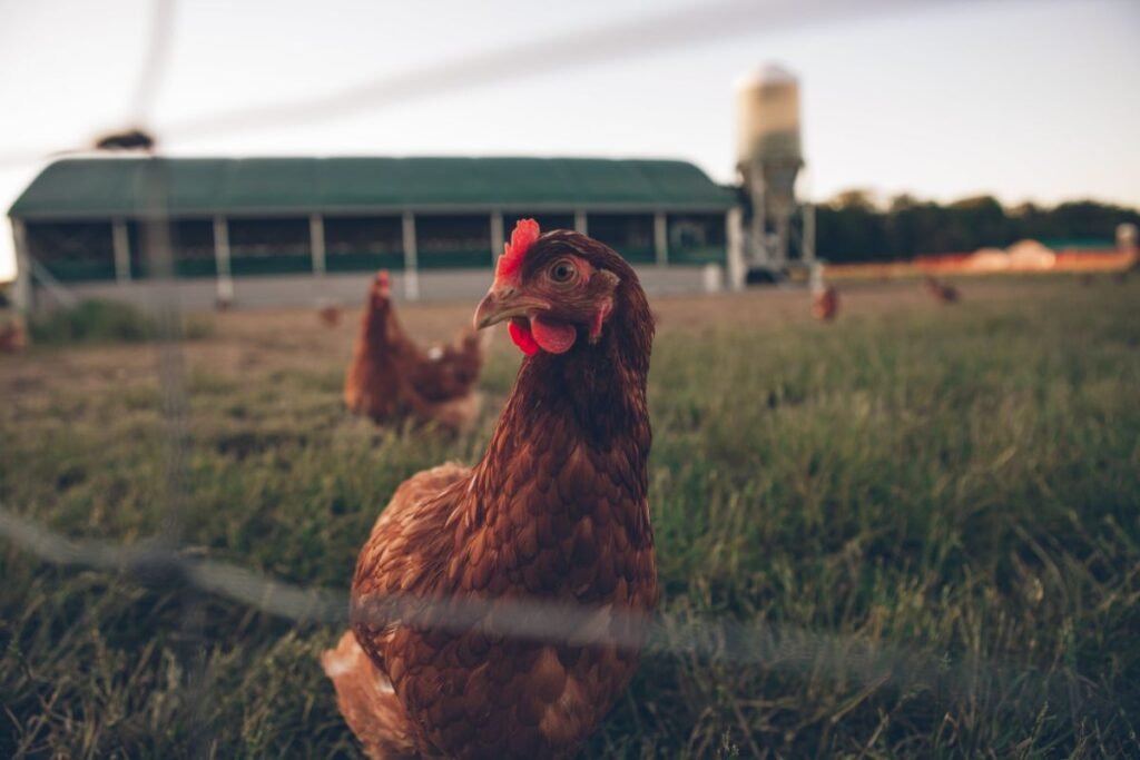Antibiotikai vištoms