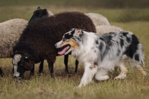 Aviganiai veislės: strateginė investicija į bandos saugumą ir ūkio optimizavimą