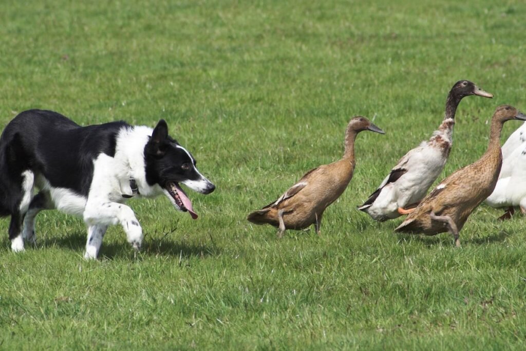 Aviganiai: veislės bandos valdymui
