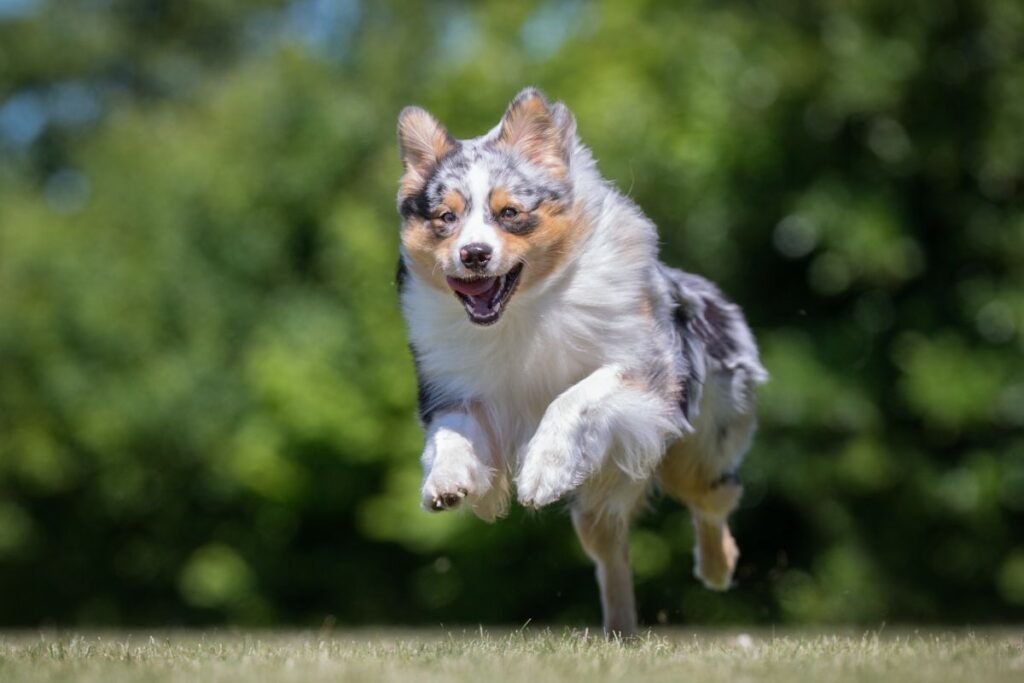 Aviganiai: veislės bandos valdymui