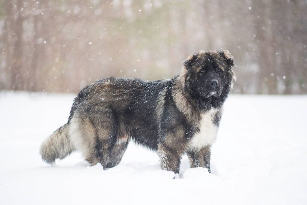 Šunys aviganiai: veislės gynybai nuo vilkų ir lapių