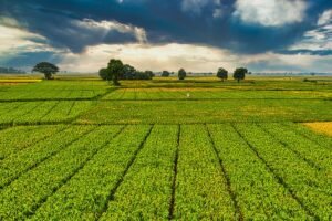 Biostimuliatoriai: mokslas, ekonominė nauda ir strateginis jų taikymas moderniame ūkyje