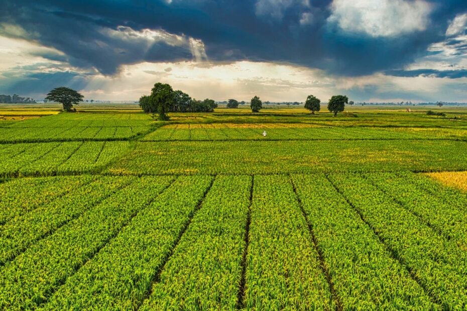 Biostimuliatoriai: mokslas, ekonominė nauda ir strateginis jų taikymas moderniame ūkyje