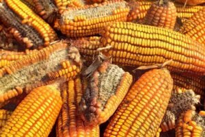 Mikotoksinai – tylus, bet vis brangiau kainuojantis iššūkis šiuolaikiniam ūkiui