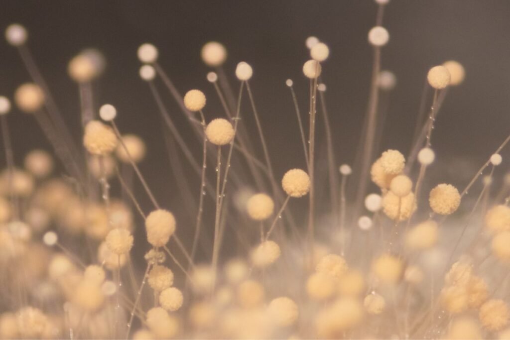 Mikotoksinų kilmė: natūralus procesas, tampantis problema