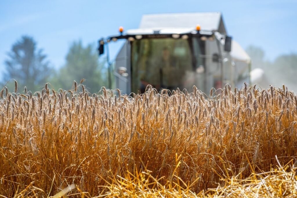 Kaip apsisaugoti nuo mikotoksinų