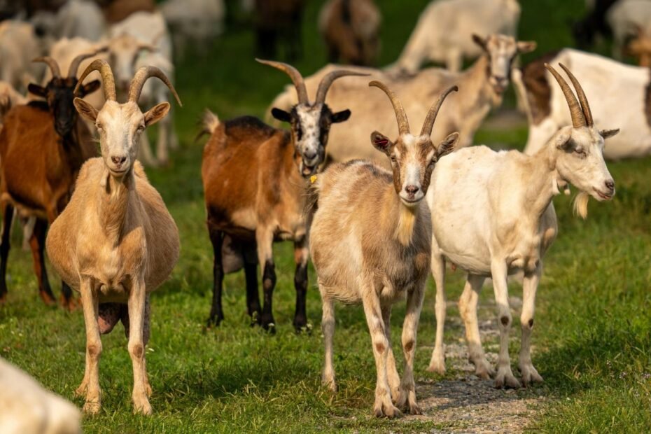 Ožkų veislės: nuo pieningumo lyderių iki mėsinių linijų – kaip pasirinkti tinkamiausią genetiką?