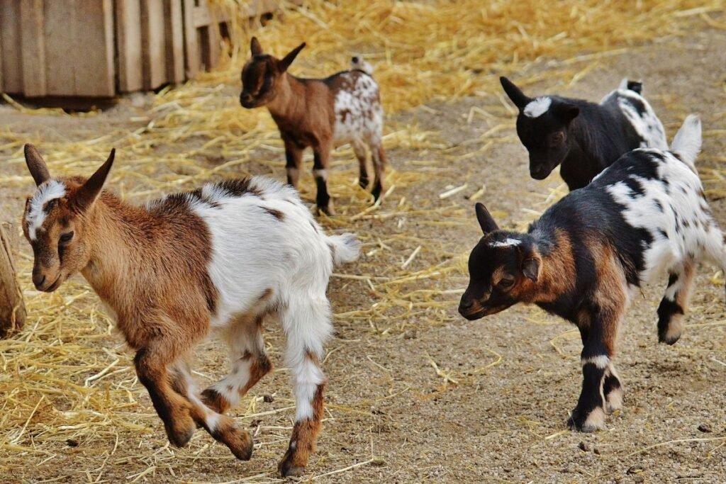 Ožkininkystės padėtis ir veislių reikšmė Lietuvoje