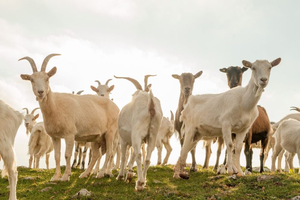 Svarbiausios pieninės ožkų veislės: Zaneno lyderystė