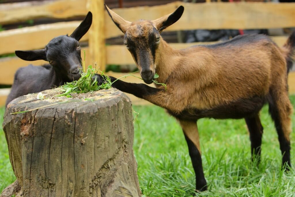 Alpių ožkos: ištvermė ir sūrininkystės potencialas