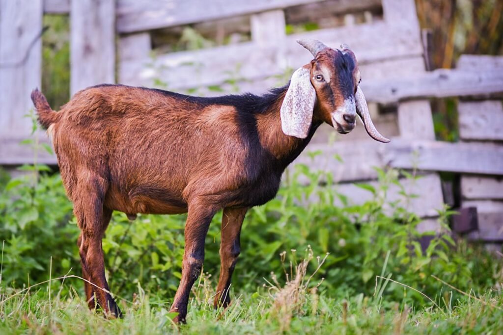 Anglo–Nubijos ožkų veislės – riebaus pieno gurmanės