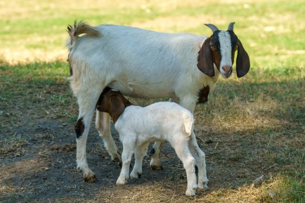 Mėsinių ožkų veislės: Boer‘io veislės dominavimas