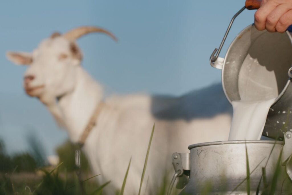 Dažniausios klaidos pasirenkant ožkų veislę