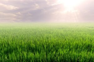 Tiesioginės išmokos ūkininkams 2026-aisiais: didesnė parama smulkiesiems ir nauji „žaliojo“ pelno skaičiavimai