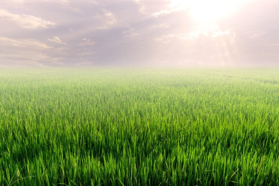 Tiesioginės išmokos ūkininkams 2026-aisiais: didesnė parama smulkiesiems ir nauji „žaliojo“ pelno skaičiavimai