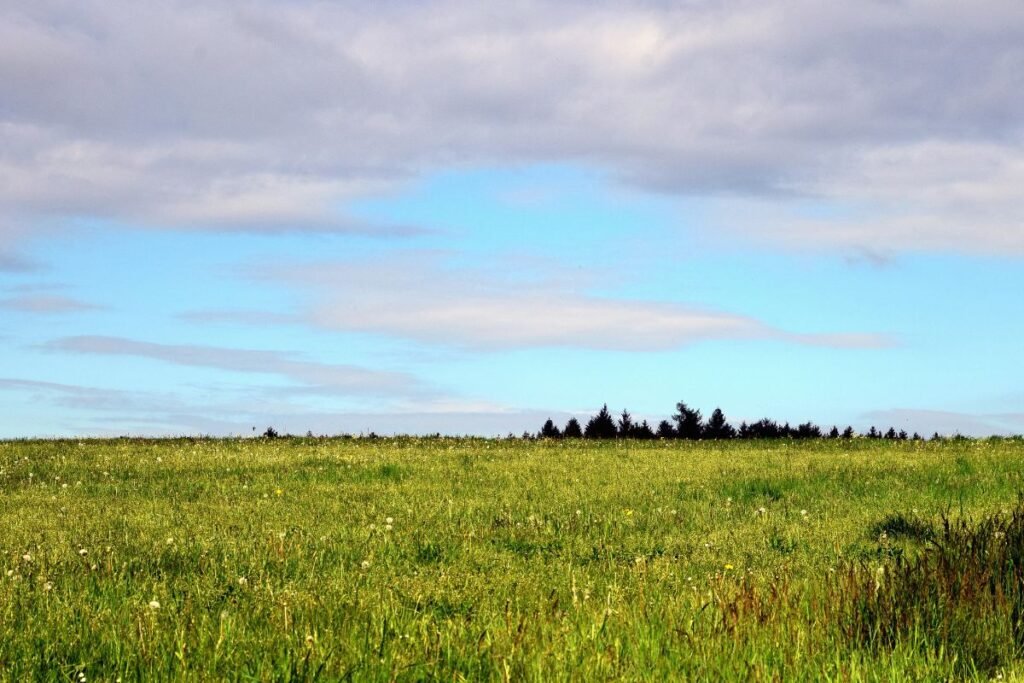 Ekoschemų evoliucija: nuo pasirinkimo iki būtinybės