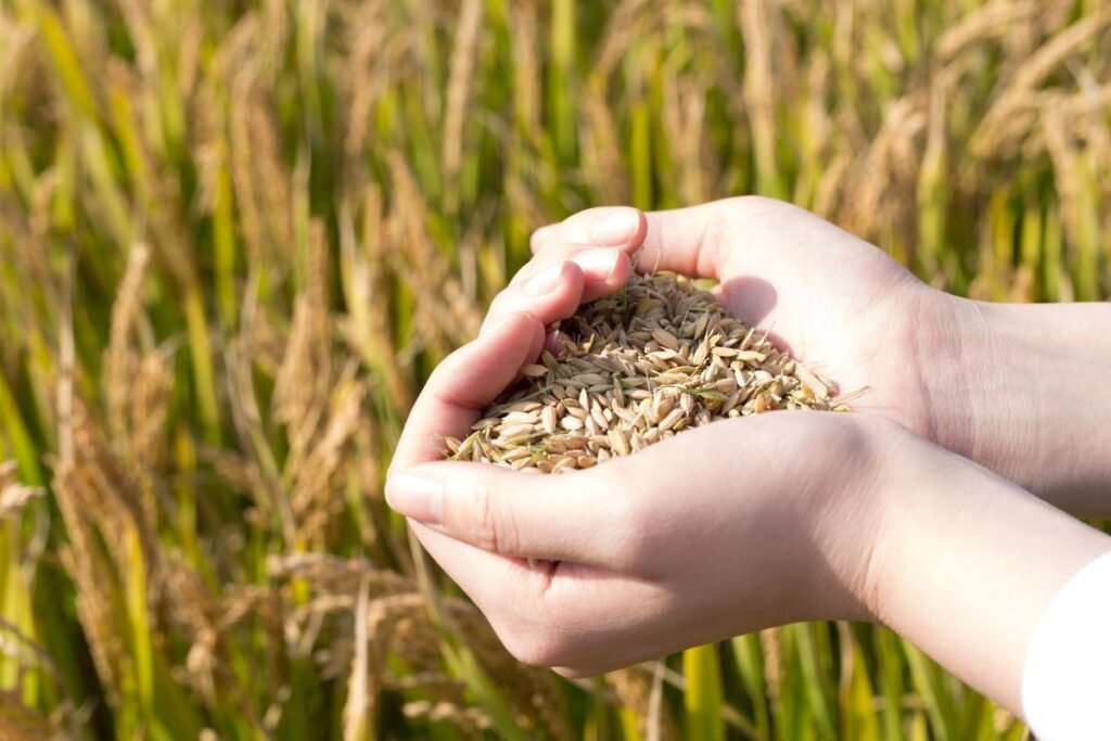 Žiemkenčių rūšys Lietuvoje
