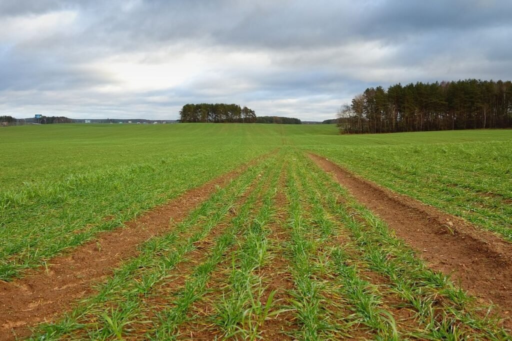 Žiemkenčiai: tręšimas ir mityba