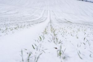 Žiemkenčiai – patikimas pasirinkimas kintančio klimato sąlygomis. Kodėl jie tokie svarbūs Lietuvos žemdirbystei?