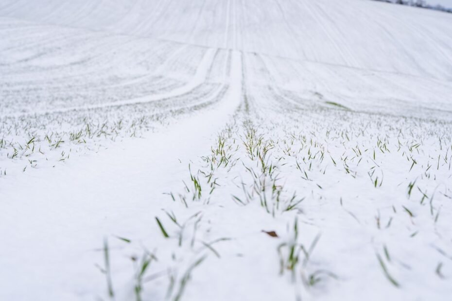 Žiemkenčiai – patikimas pasirinkimas kintančio klimato sąlygomis. Kodėl jie tokie svarbūs Lietuvos žemdirbystei?