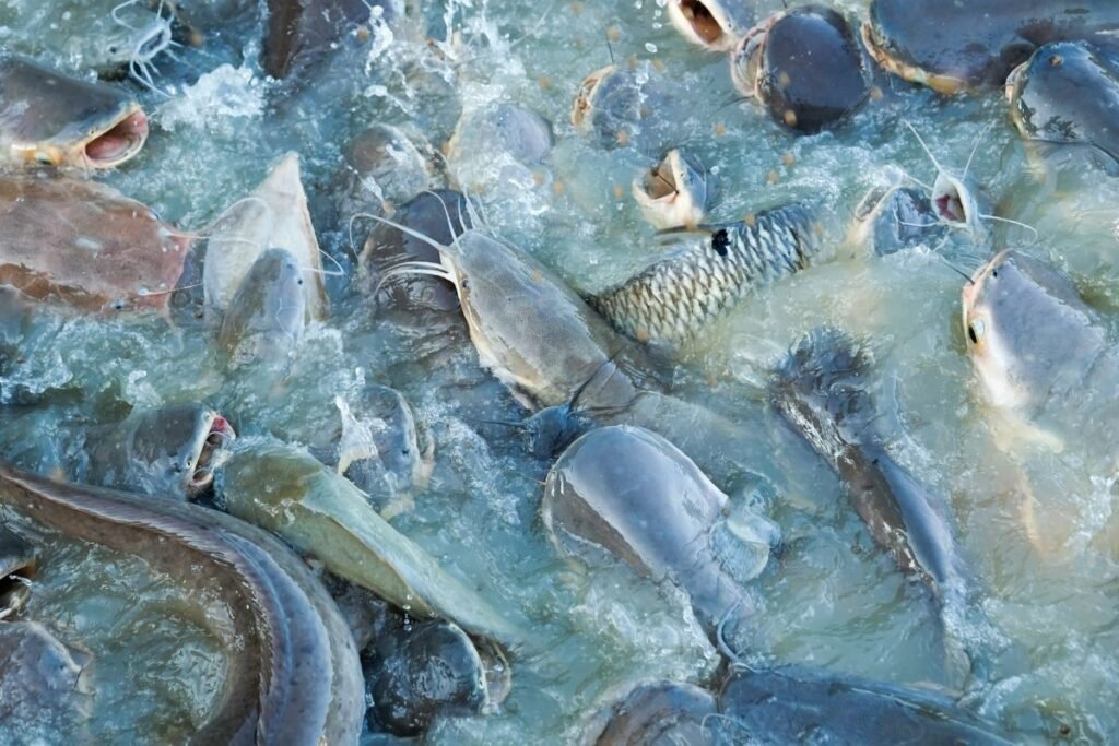 Žuvų veisimas kaip verslas: ką svarbu žinoti?