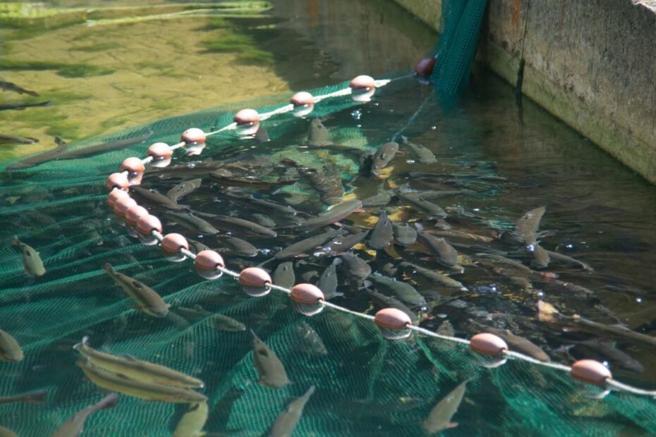Žuvininkystė ir žuvų veisimas Lietuvoje: nuo tradicinių tvenkinių iki aukštųjų technologijų verslo
