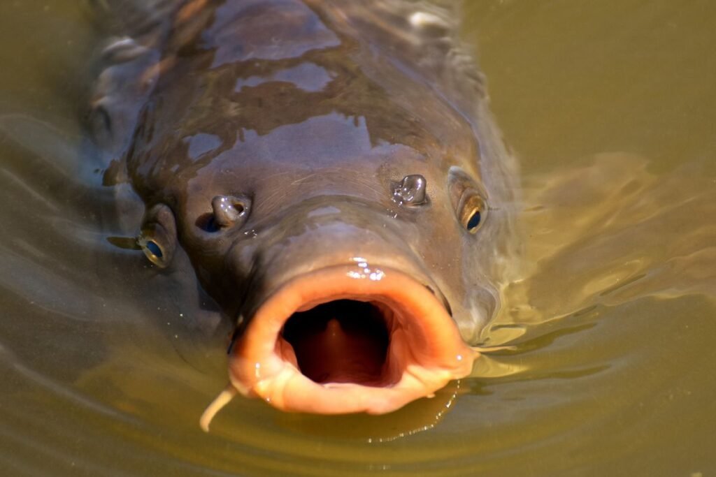 Žuvininkystė: pardavimo kanalai ir rinka