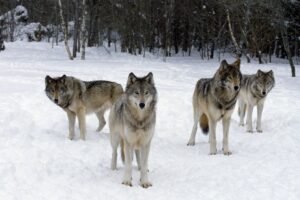 Apsauga nuo vilkų: kaip užtikrinti ūkio saugumą keičiantis plėšrūnų elgsenai ir spaudžiant šalčiui?