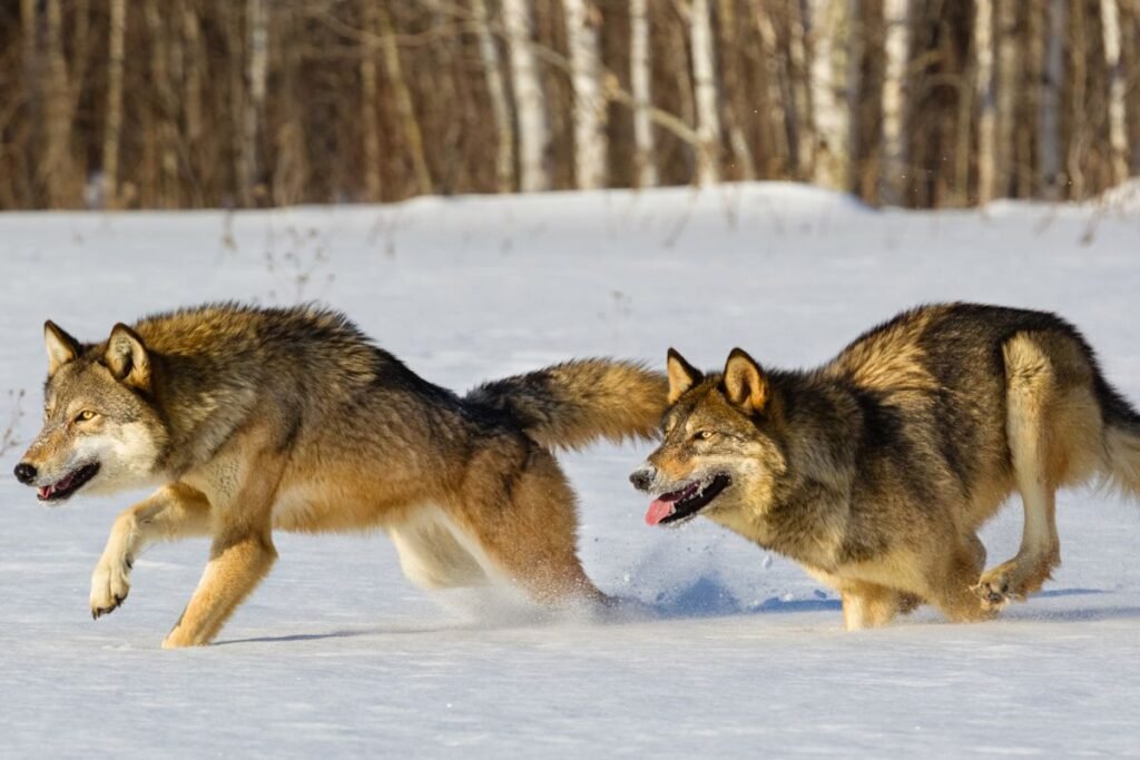 Apsauga nuo vilkų: valstybės parama ir proaktyvus planavimas