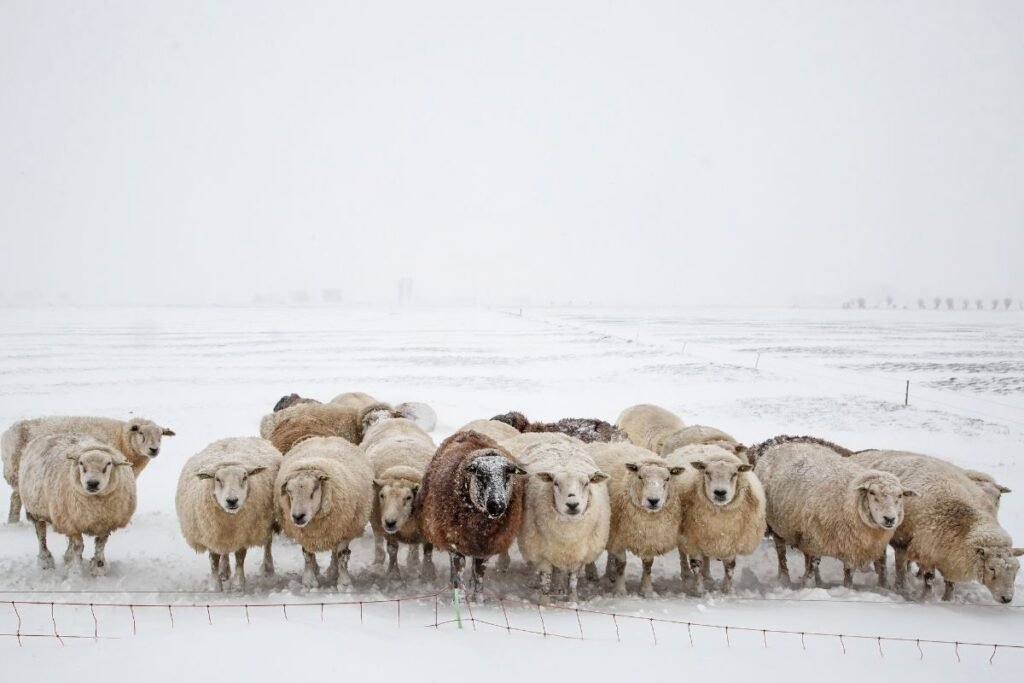 Apsauga nuo vilkų: fiziniai barjerai po snygio