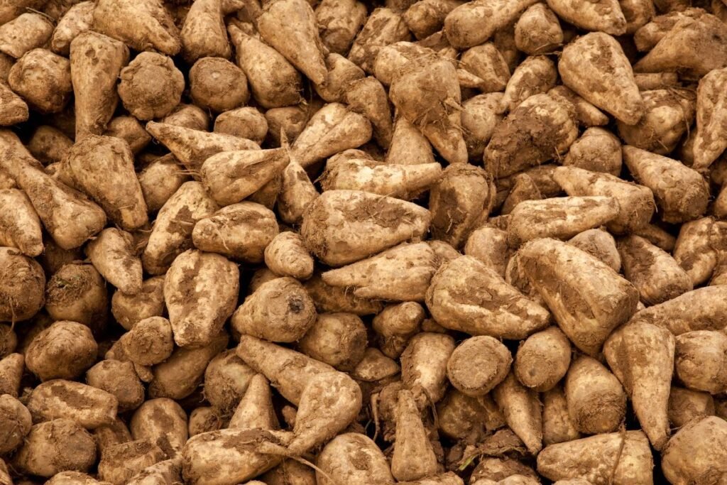 Cukraus rinka: ar ES girdės augintojų balsą?