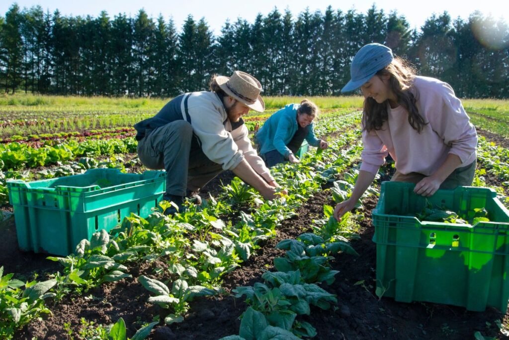 Grupinis sertifikatas ir administracinės naštos mažinimas