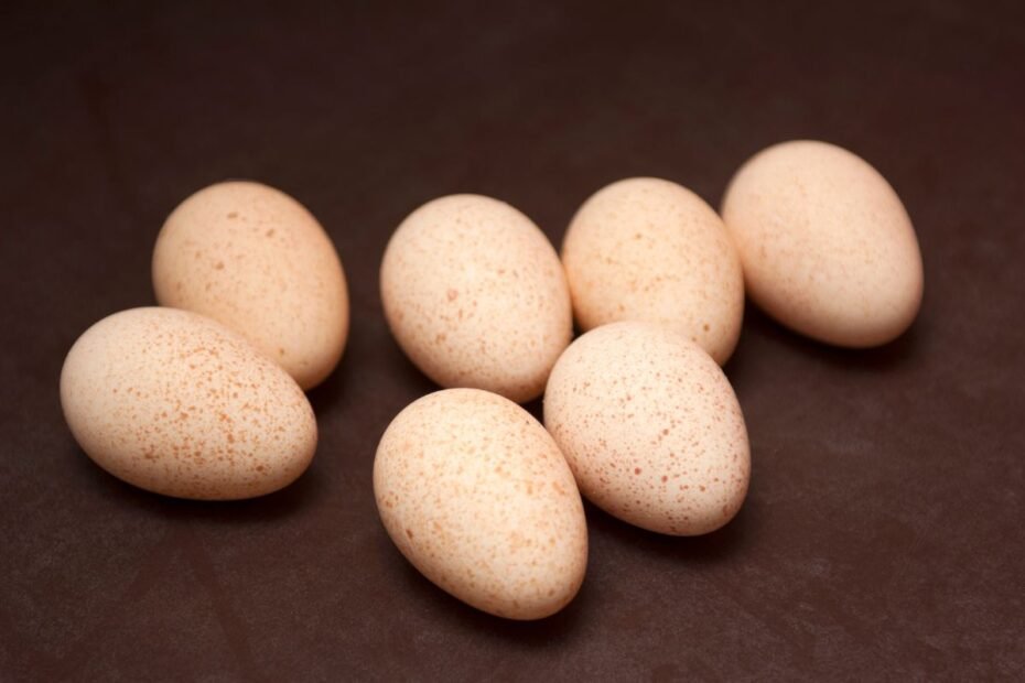 Kalakutų kiaušiniai