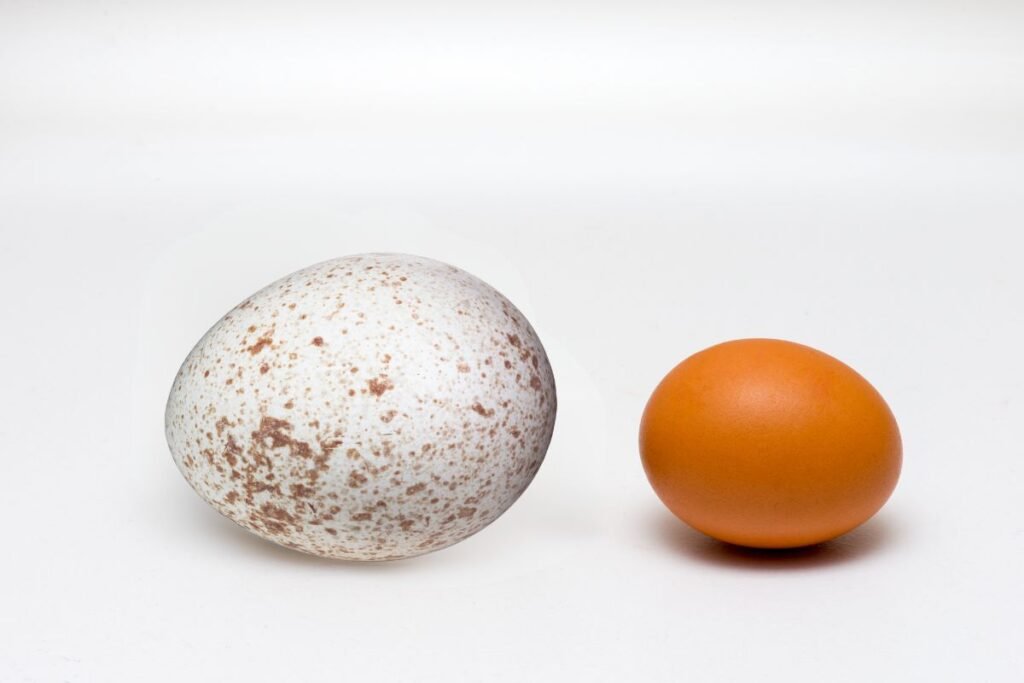 Kalakutų kiaušiniai ir vištos kiaušinis - palyginimas