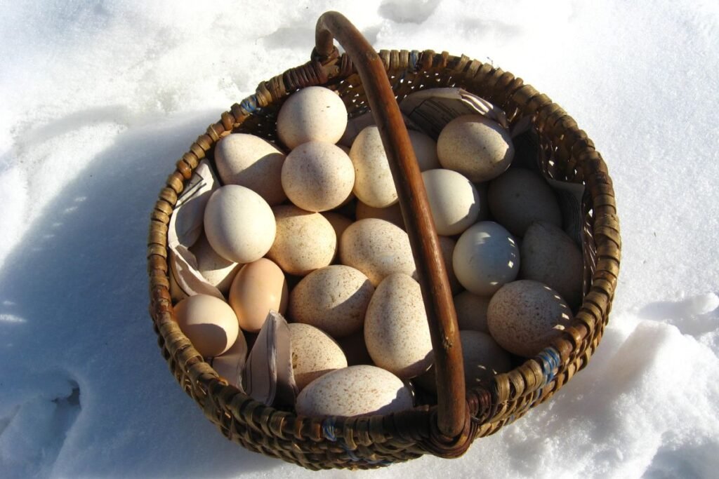 Kalakutų kiaušiniai