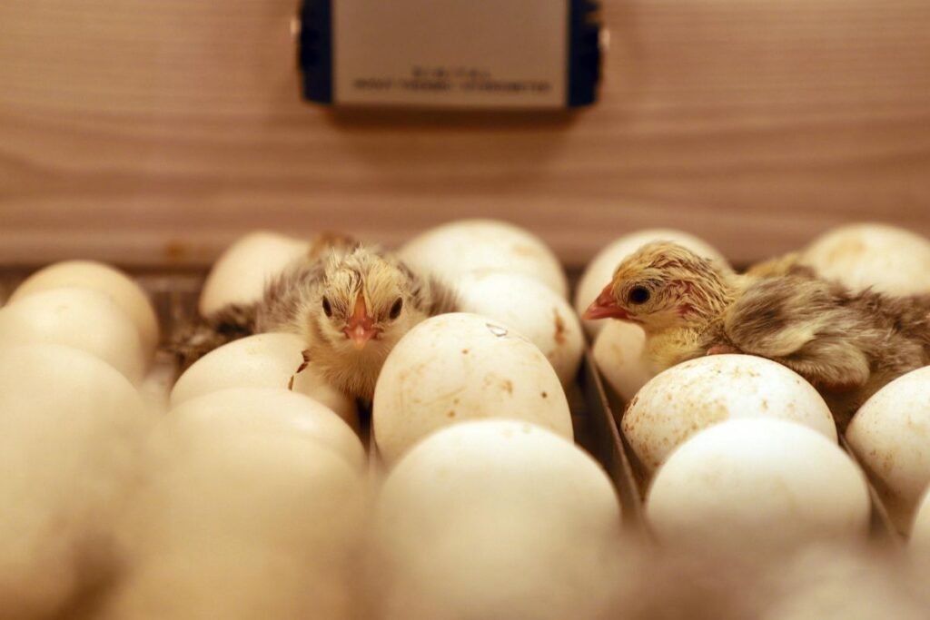 Kalakutų kiaušiniai ir jų perinimas