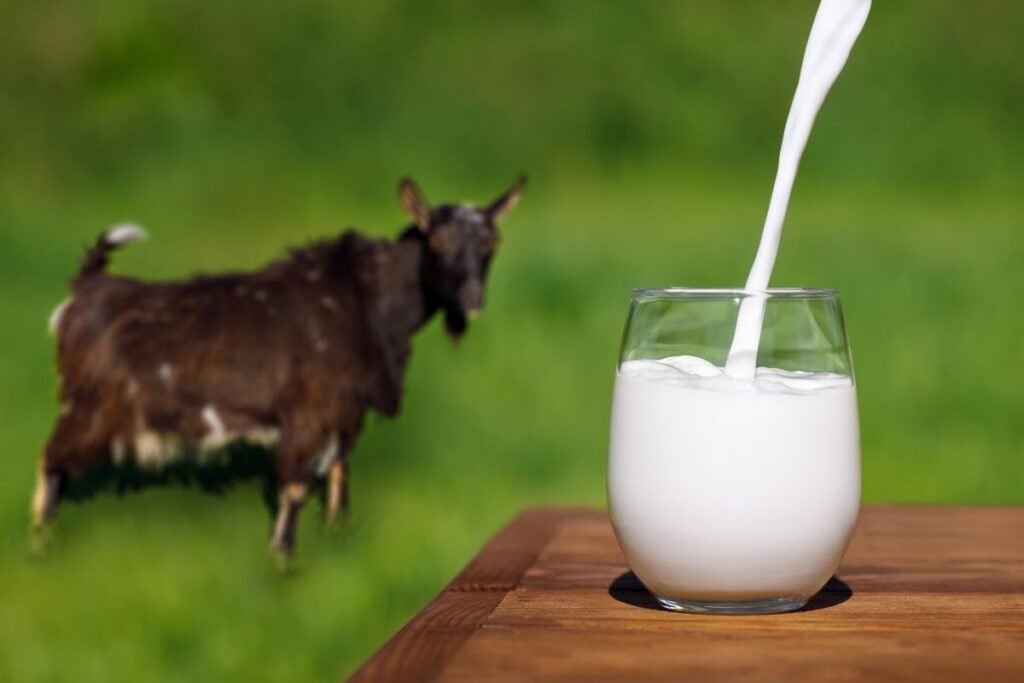 Ožkos pieno kaina: ką tai reiškia ūkininkui ir vartotojui?