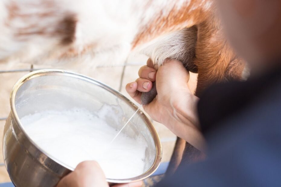 Ožkos pieno kaina 2026 m.: nišinė prabanga ar tvari alternatyva karvių pienui?