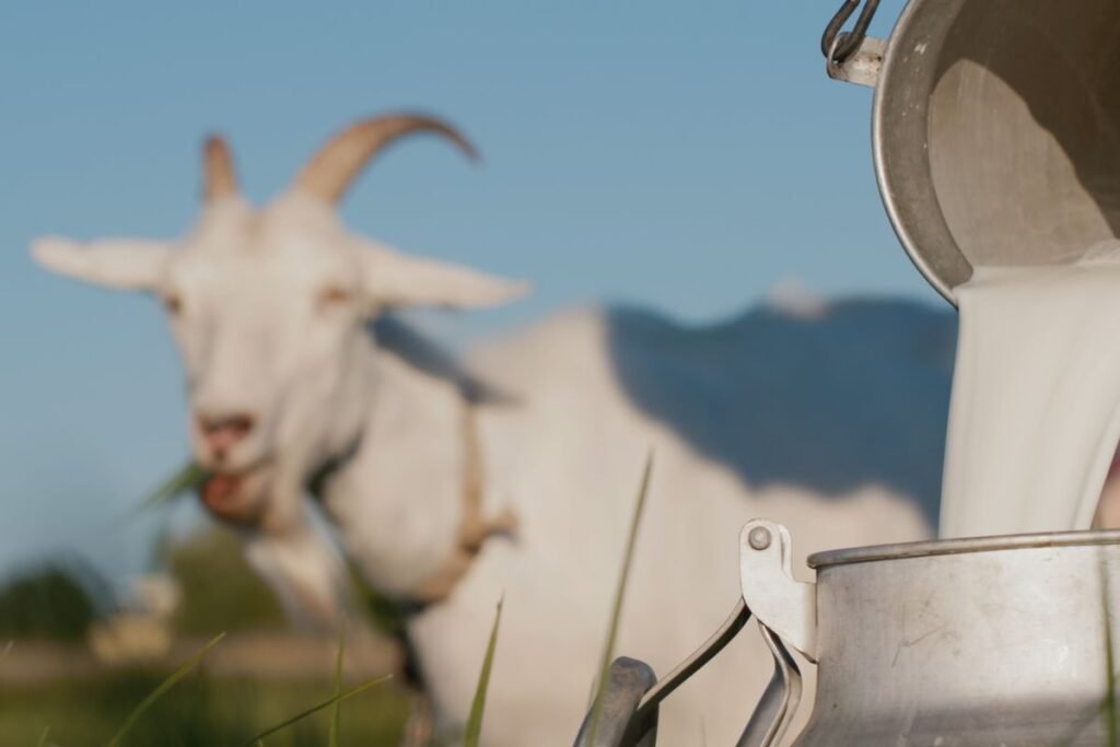 Kodėl ožkos pienas kainuoja dvigubai brangiau?