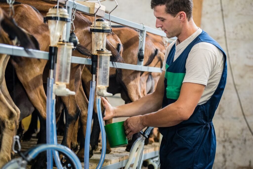 Ožkos pieno kaina: kitokia logika, kitokia rinka