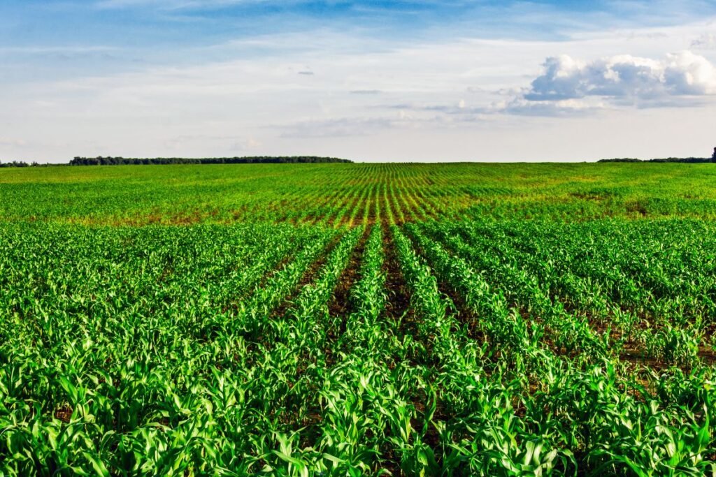 Paramos dydis ir išmokėjimo principai
